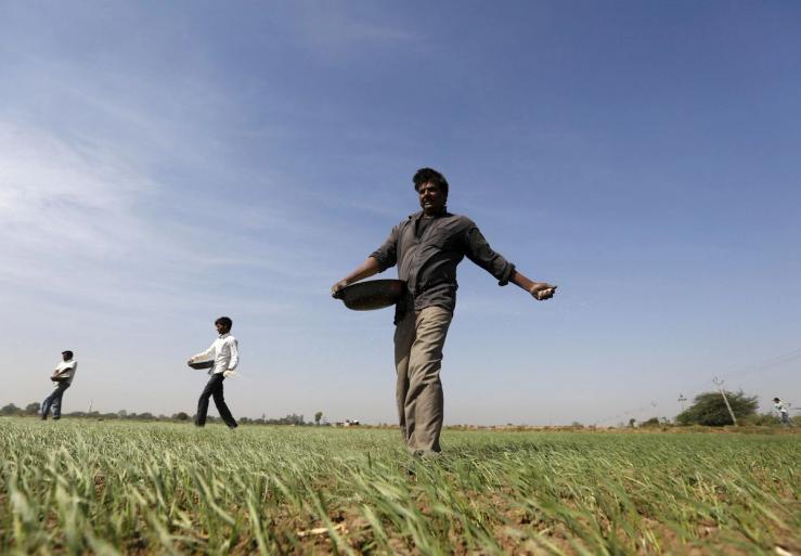 Farmers spreading fertilizer in India.