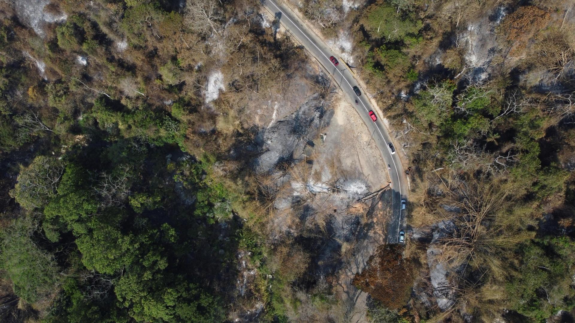 A burned forest after a forest fire in Henri Pittier National Park, Venezuela.