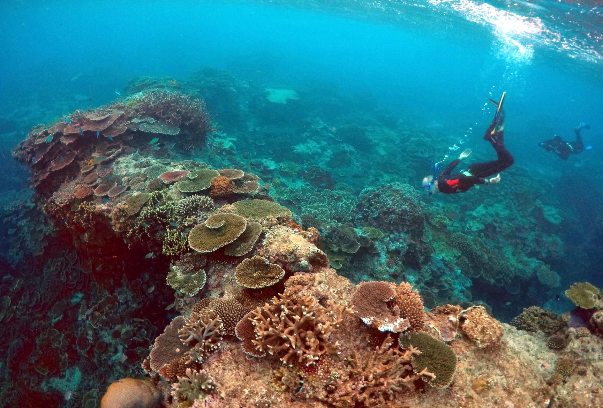 A photo of the Great Barrier Reef. 