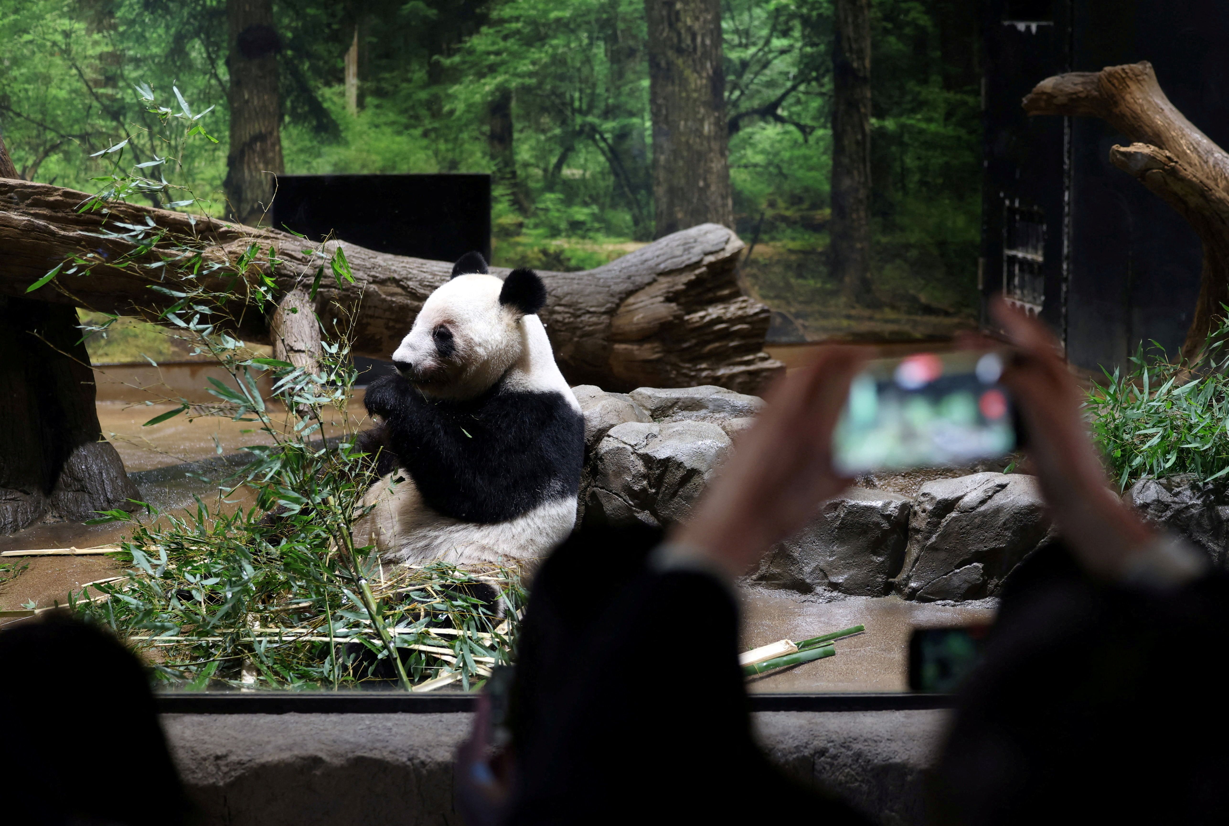 Japan parts with Chinese pandas as tensions with Beijing grow