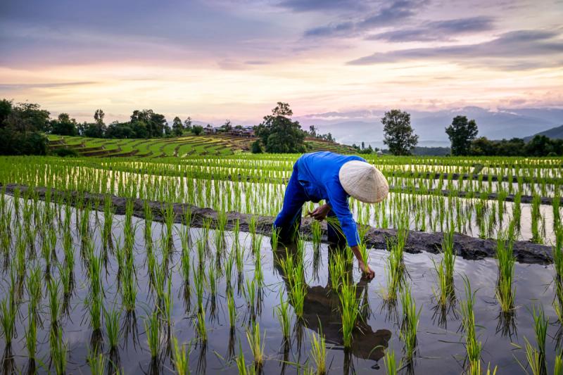 Farmers farming on rice terraces. Ban Pa Bong Piang Northern region in Mae Chaem District Chiangmai Province