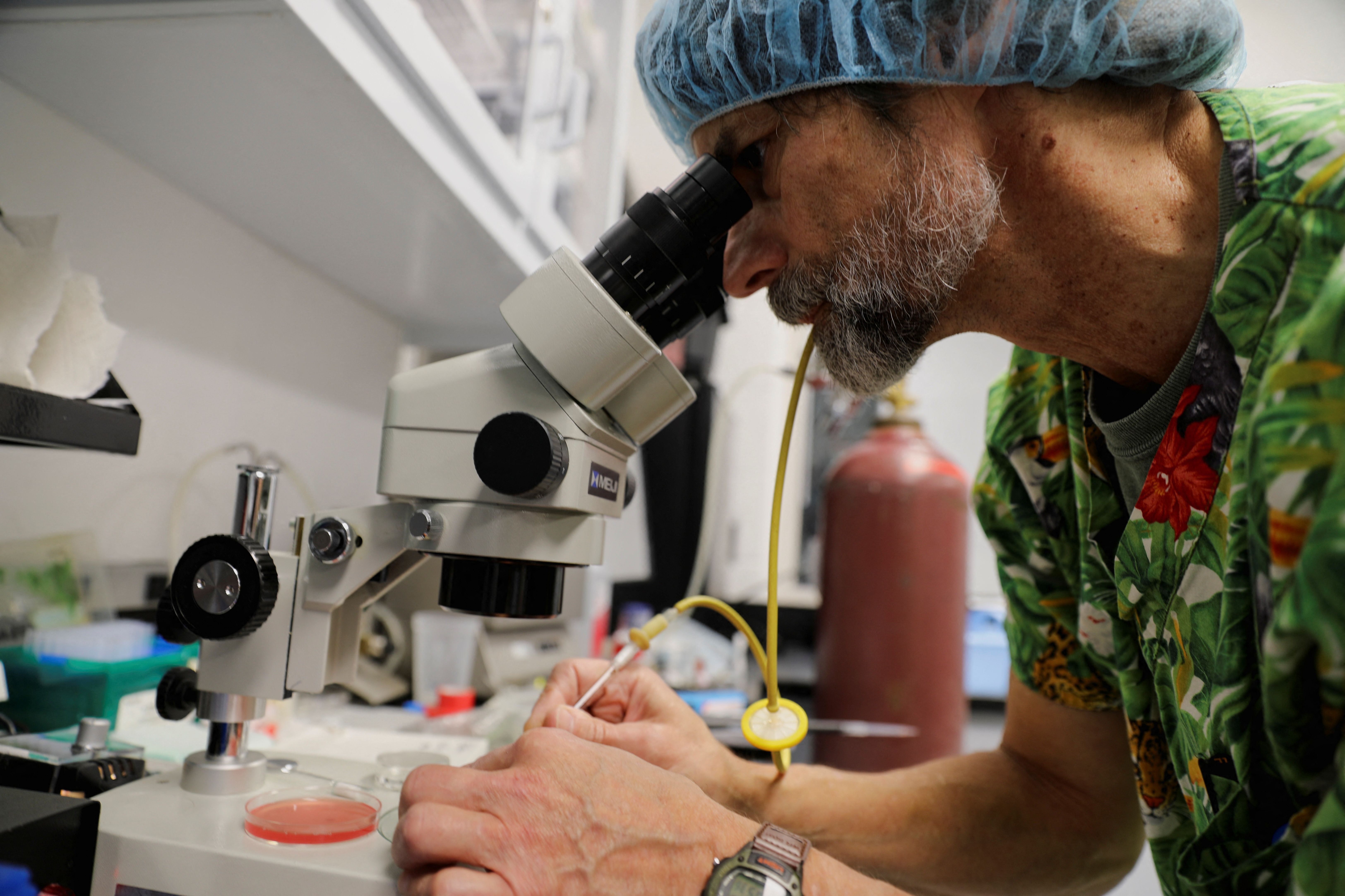 A researcher examines animal eggs under a microscope in Texas, US. 