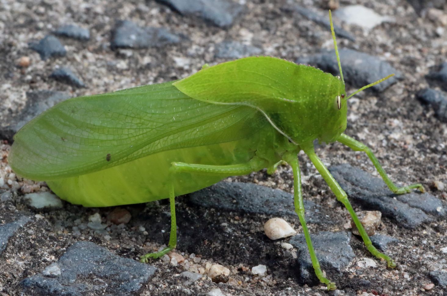 The male granulate bladder grasshopper. 