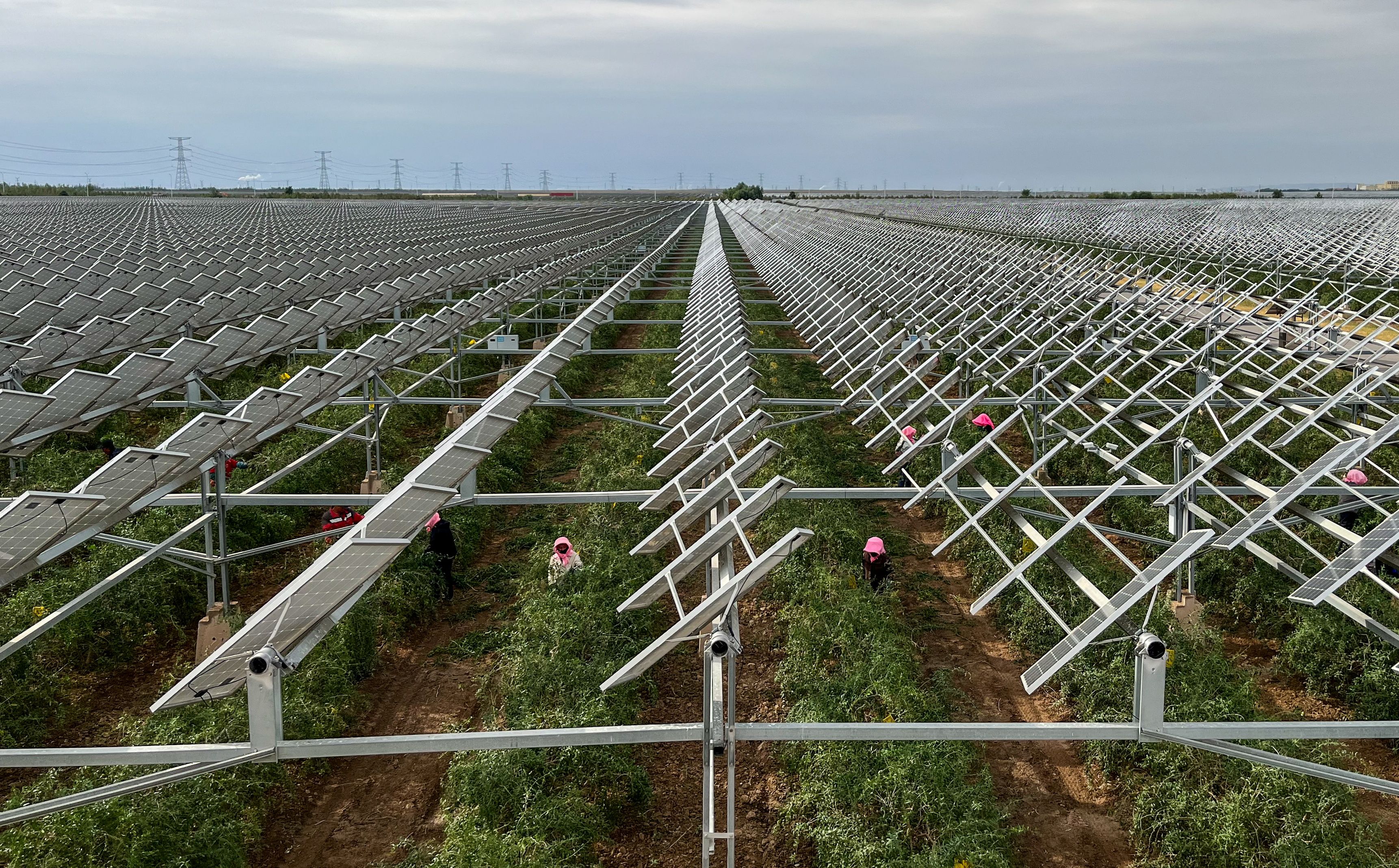 Employees collect goji berries next to solar panels at Ningxia Baofeng’s agri-solar installation.