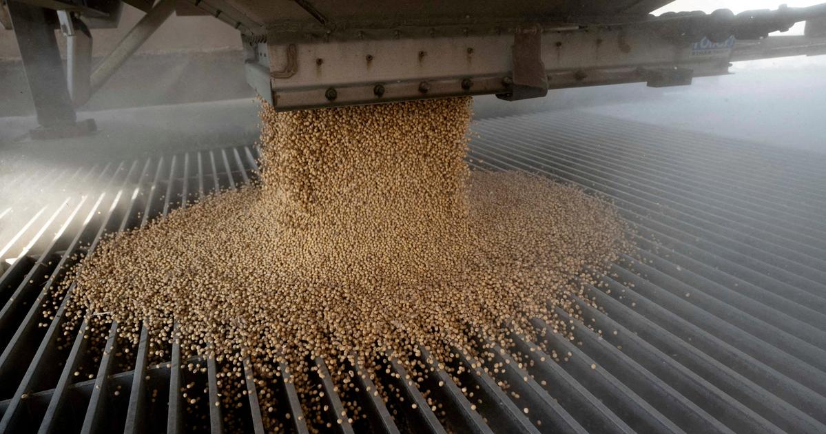 China’s US soybean imports fall to zero amid tariff disruption