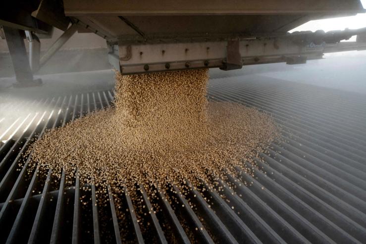 A load of soybeans.
