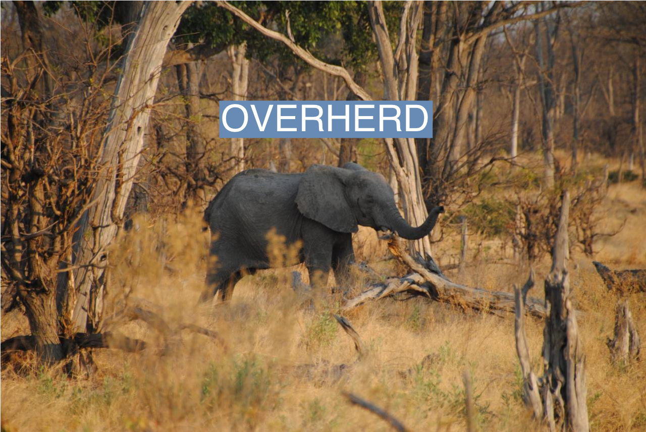 An elephant in Botswana’s Moremi Game Reserve
