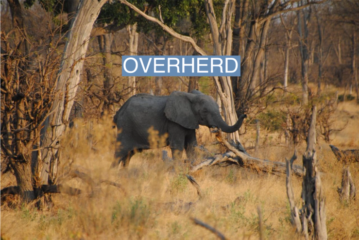 An elephant in Botswana’s Moremi Game Reserve