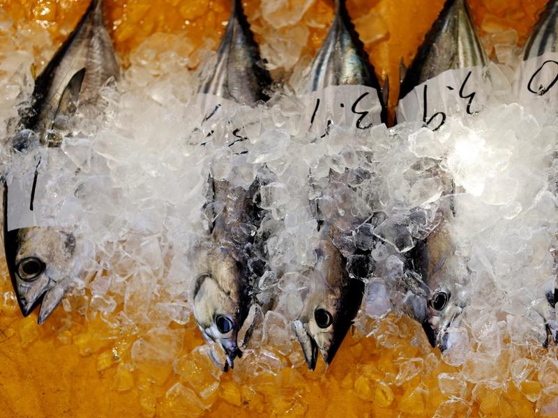 Katsuo (skipjack tuna) are kept in ice during a wholesale auction at Kure Port, in Nakatosa Town, Kochi Prefecture, Japan, May 14, 2022. REUTERS/Kim Kyung-Hoon/File Photo