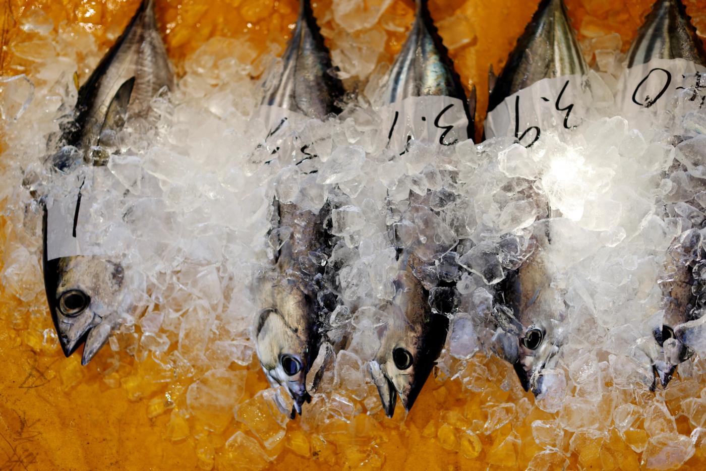 Katsuo (skipjack tuna) are kept in ice during a wholesale auction at Kure Port, in Nakatosa Town, Kochi Prefecture, Japan, May 14, 2022. REUTERS/Kim Kyung-Hoon/File Photo