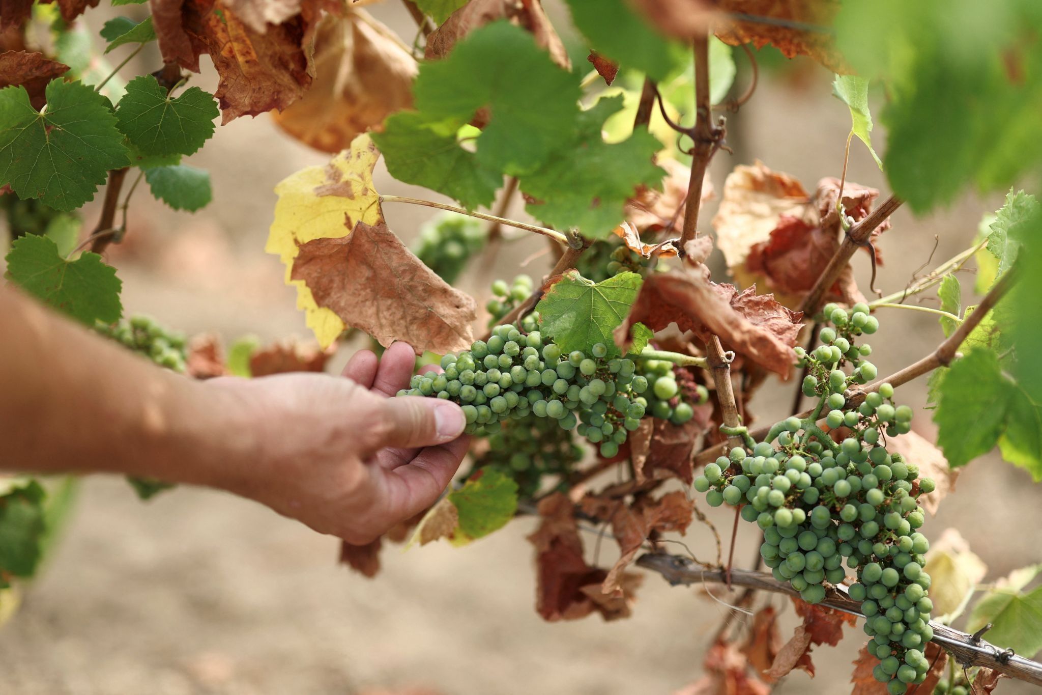 A winegrower holds a bunch of grapes in a drought-affected Muscadet vineyard in Saint-Fiacre-sur-Maine. 