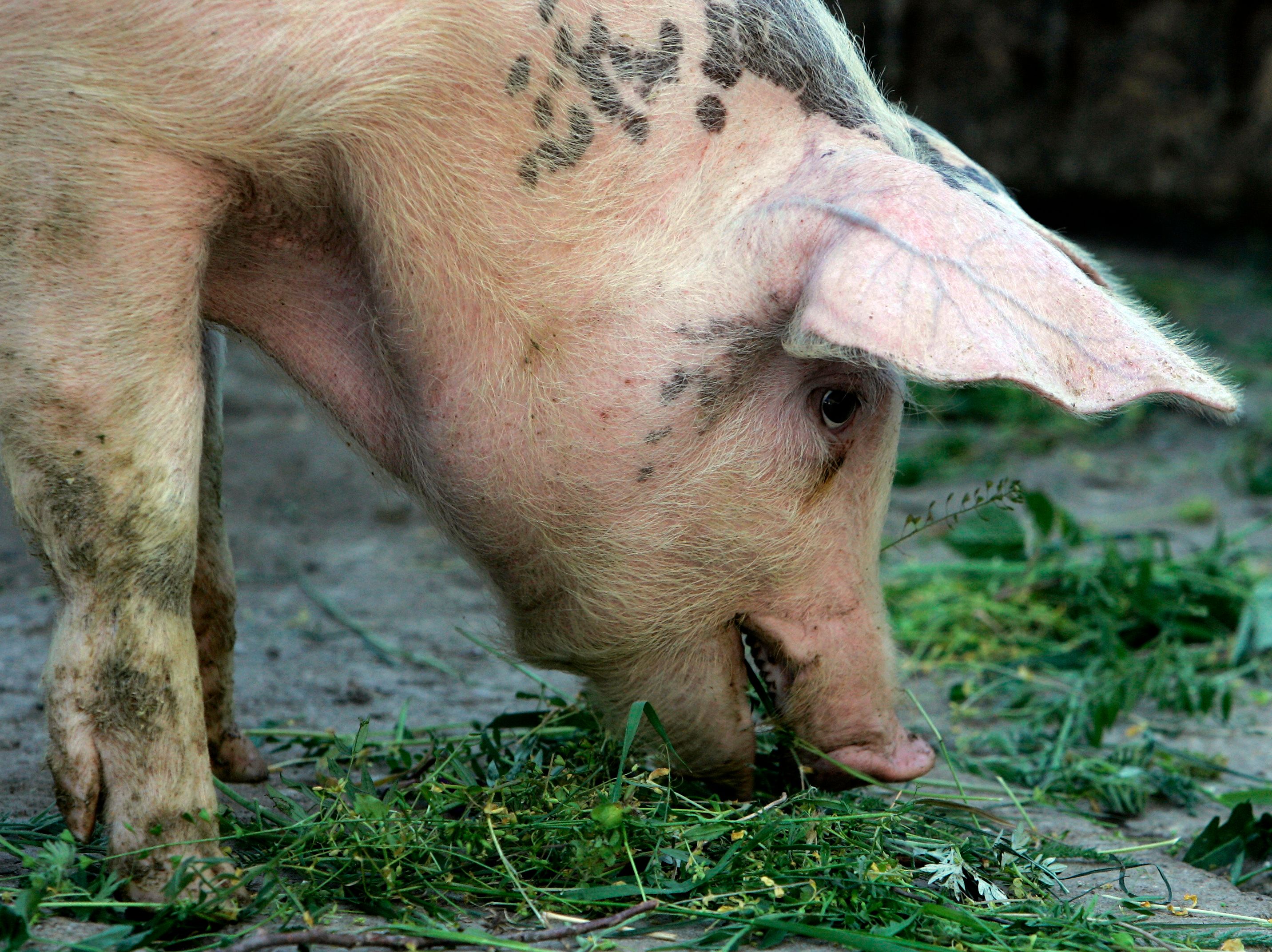 A pig is seen eating on a farm outside Budapest 