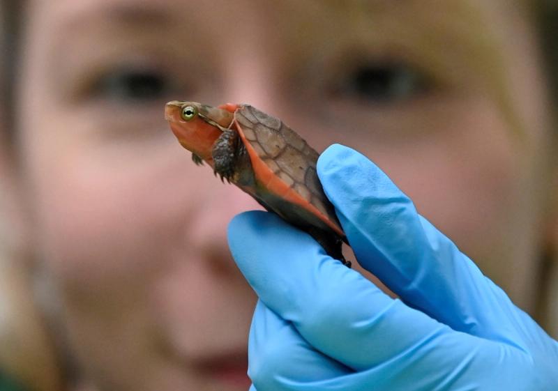 Keeper Kim Carter holds a big-headed turtle during the annual stocktake at ZSL London Zoo in London, Britain.