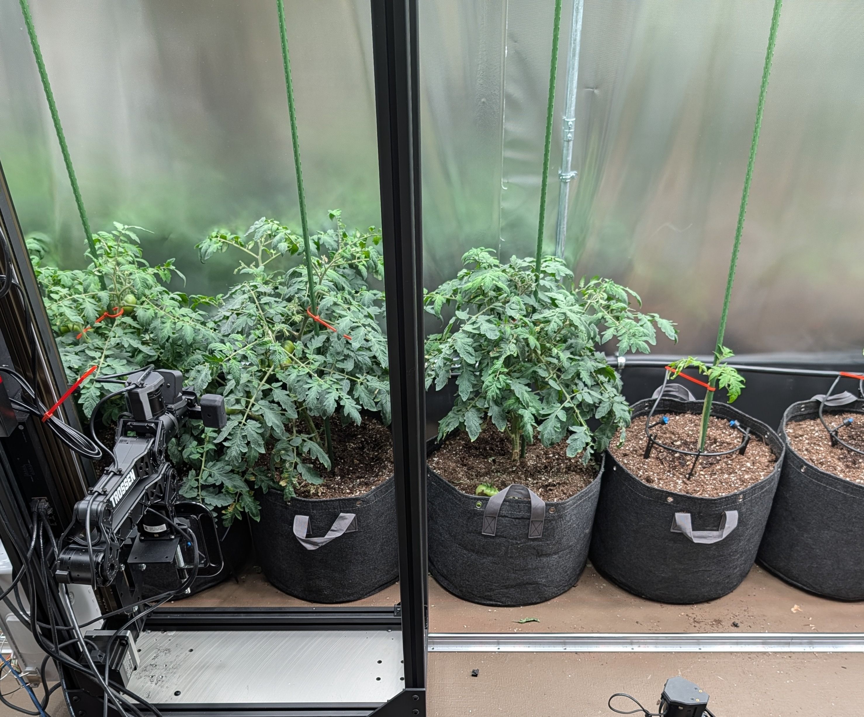 Tomato plant