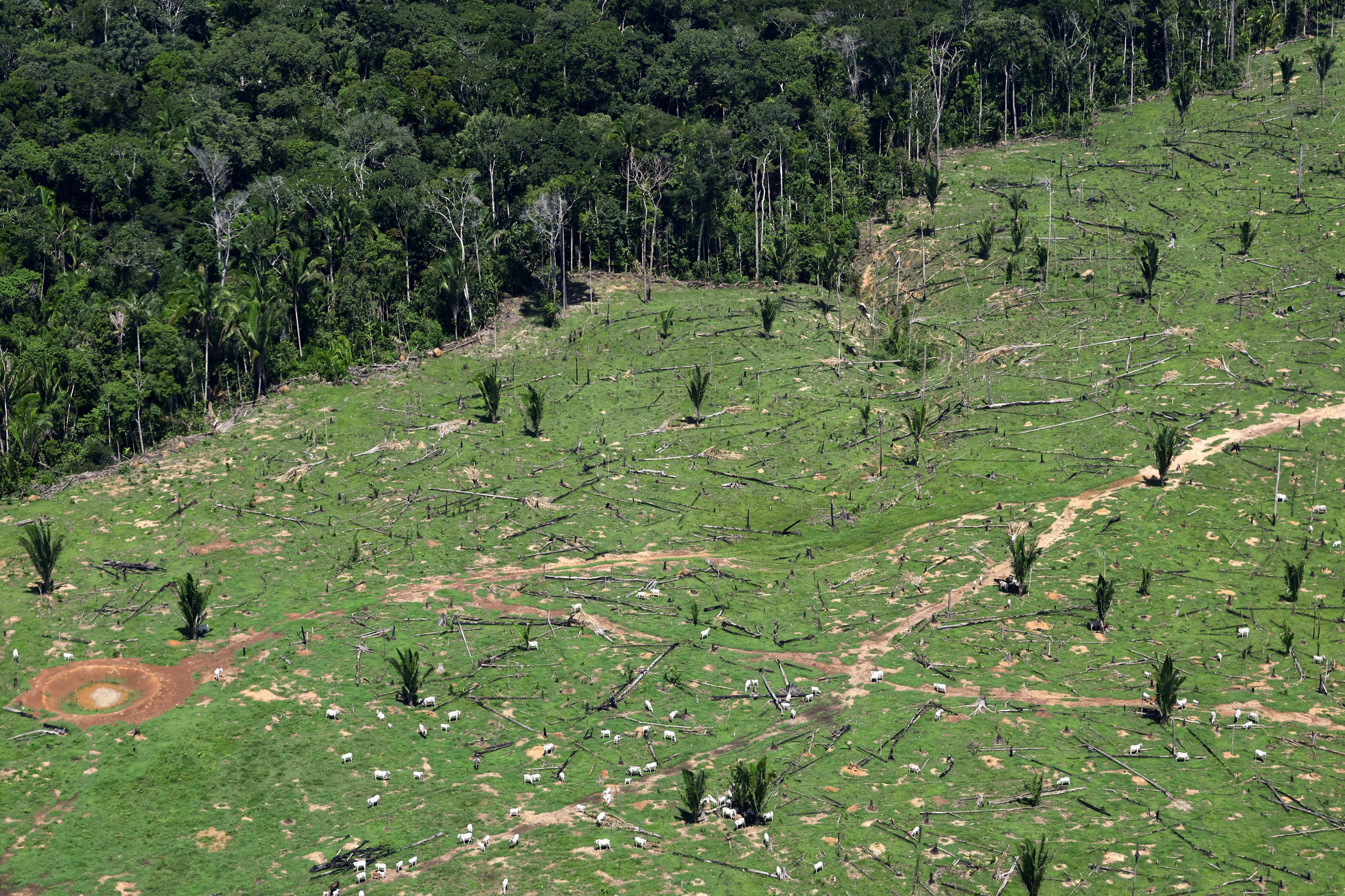 An aerial view shows cattle grazing in a deforested area in Brazil.
