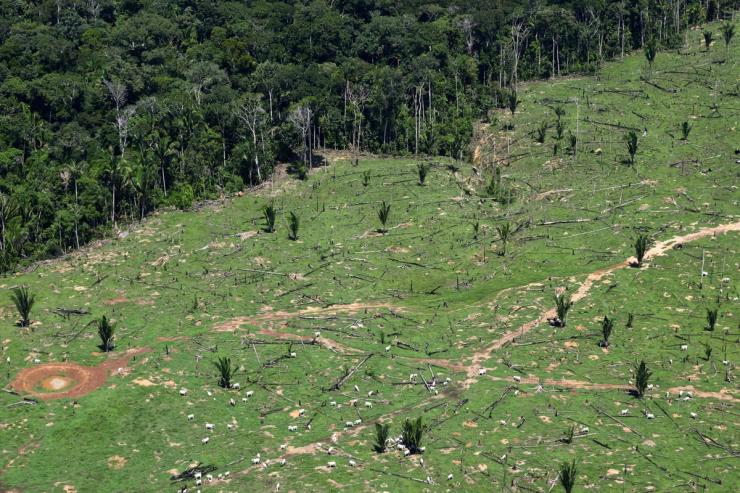 An aerial view shows cattle grazing in a deforested area in Brazil.