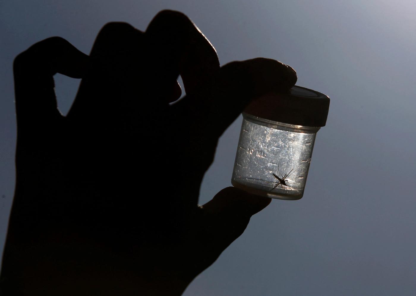 A mosquito caught in a plastic box.