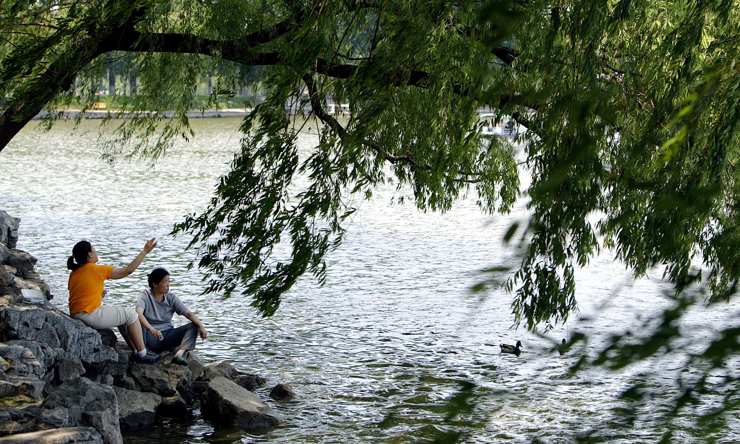 Tourists sit in the shade of willow trees 