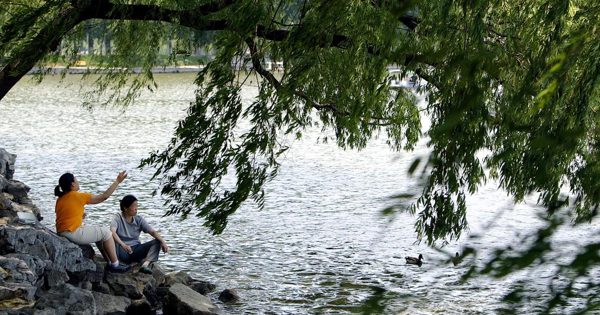 Trees counter half of the world’s urban heating, study finds