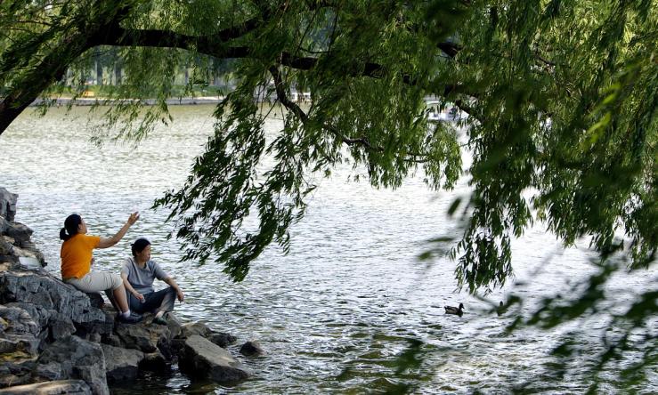 Tourists sit in the shade of willow trees