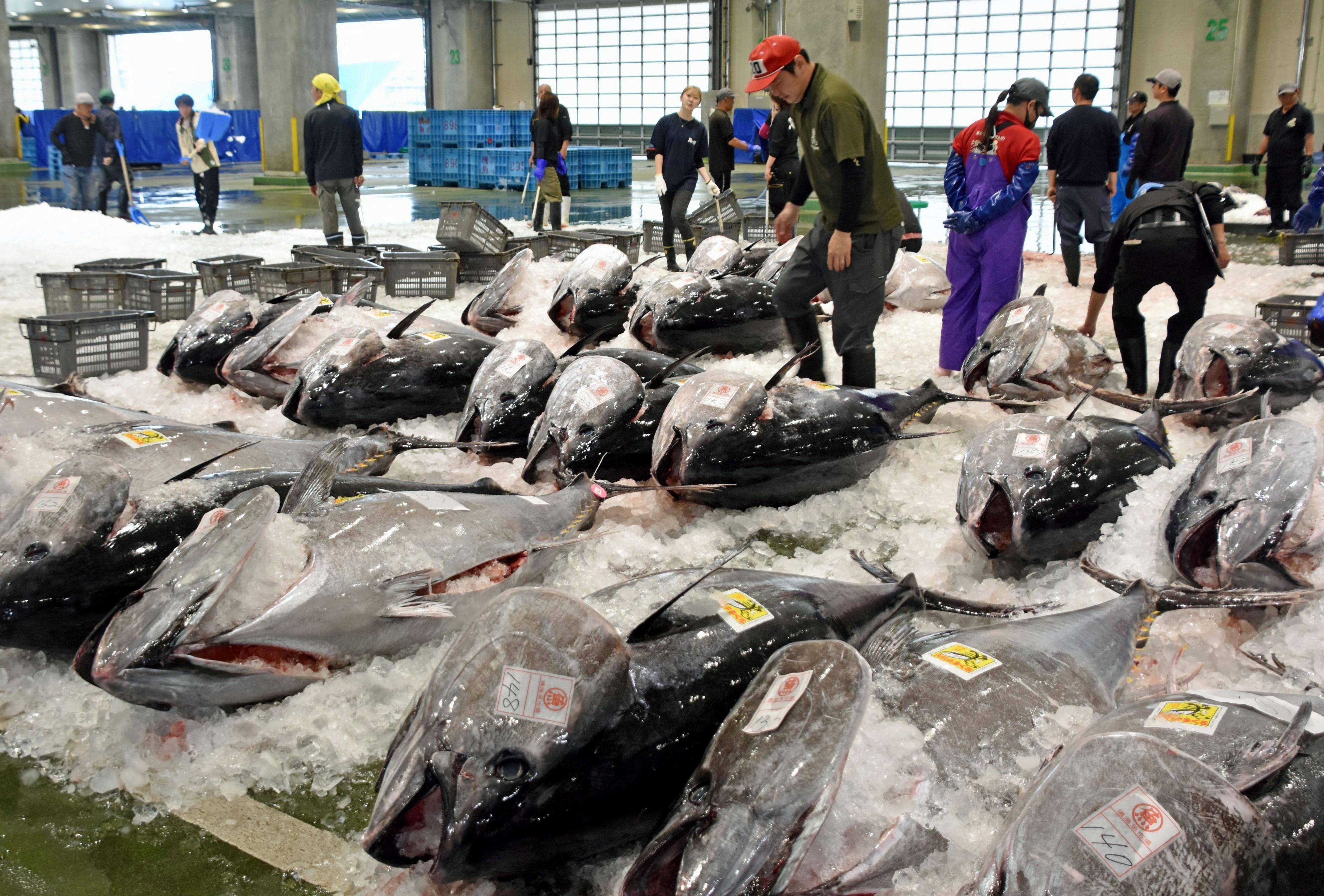 Bluefin tuna in Japan being prepped for auction