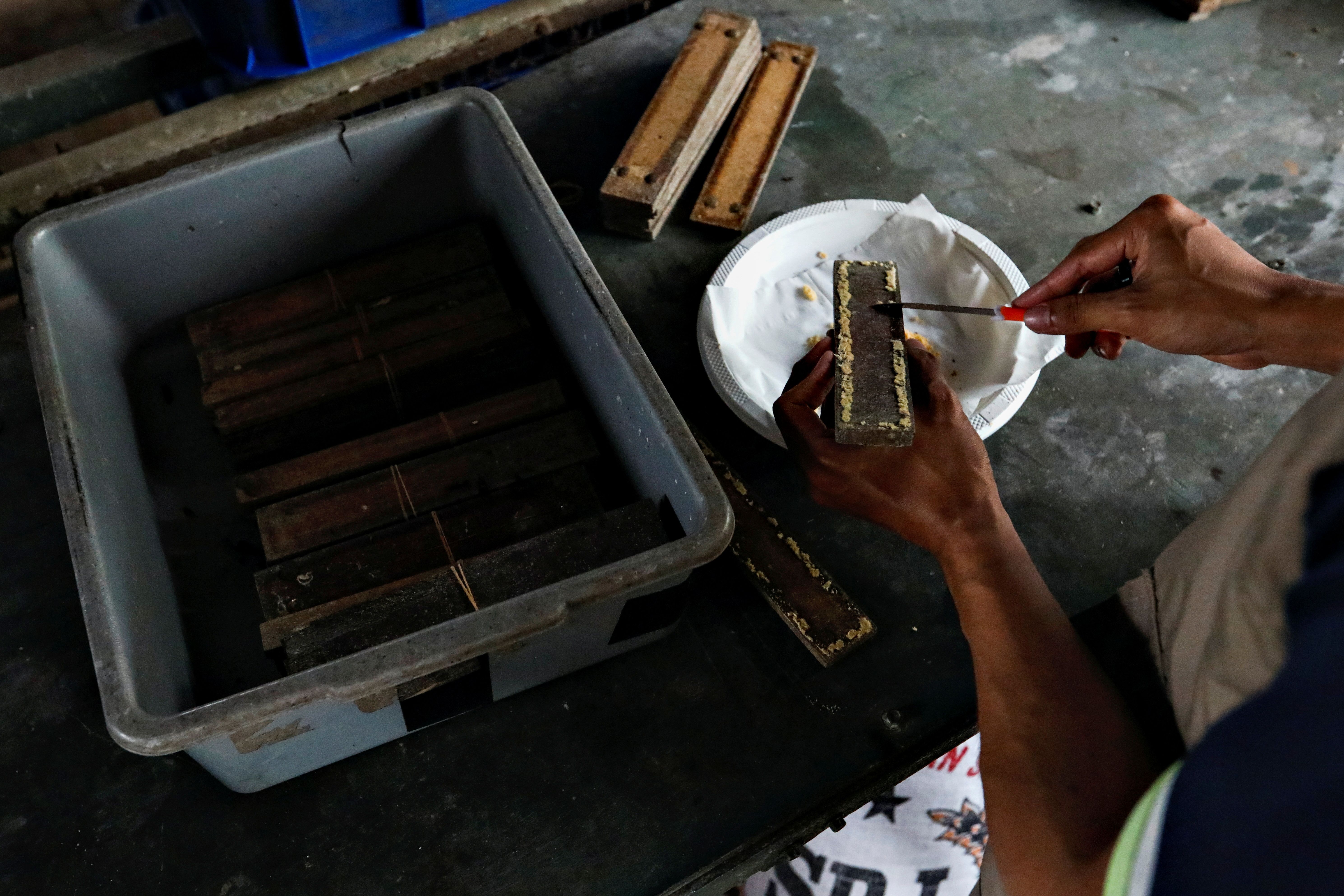A woman holds wood block with maggots on top