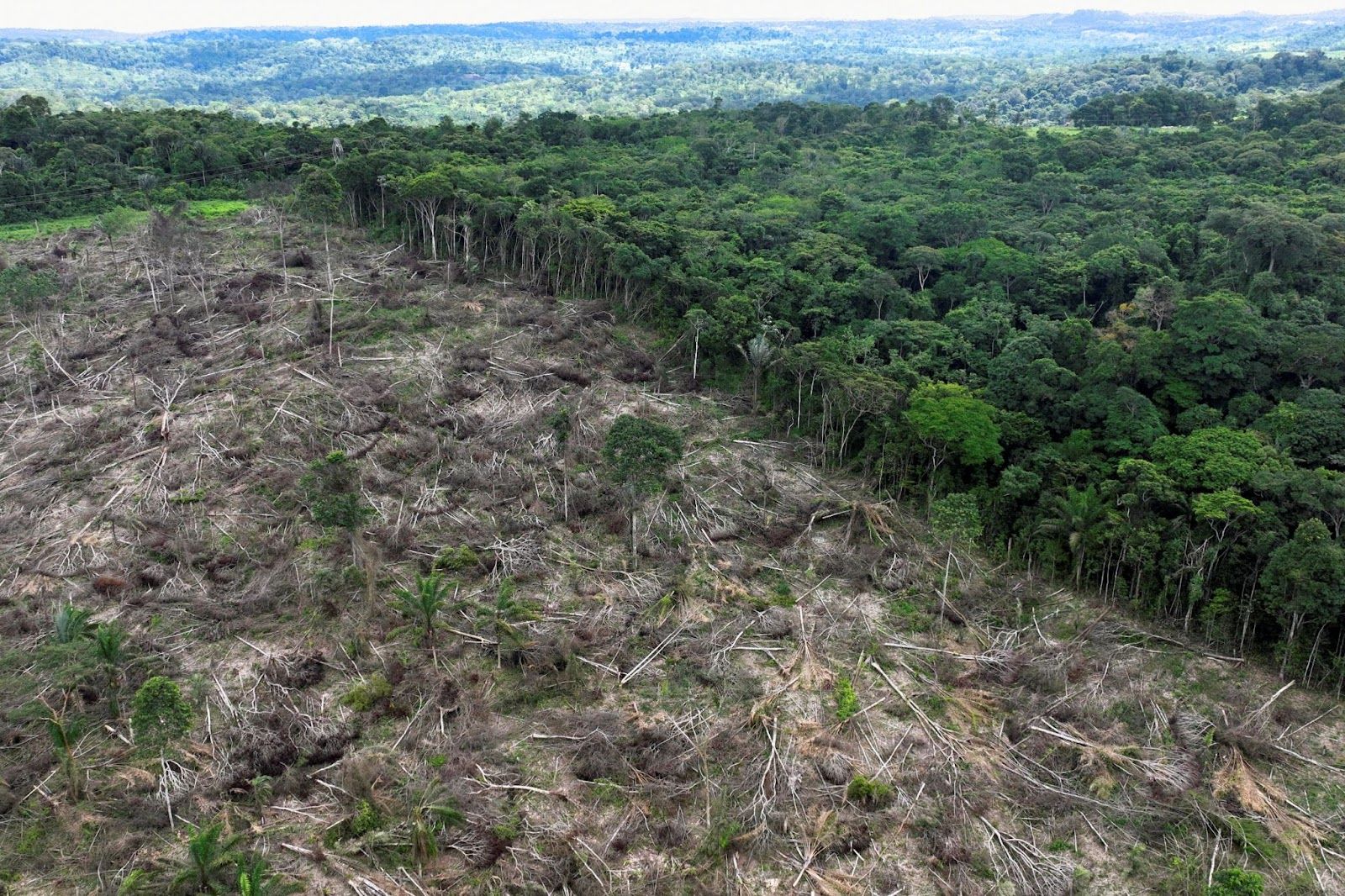 Deforestation of the Amazon rainforest