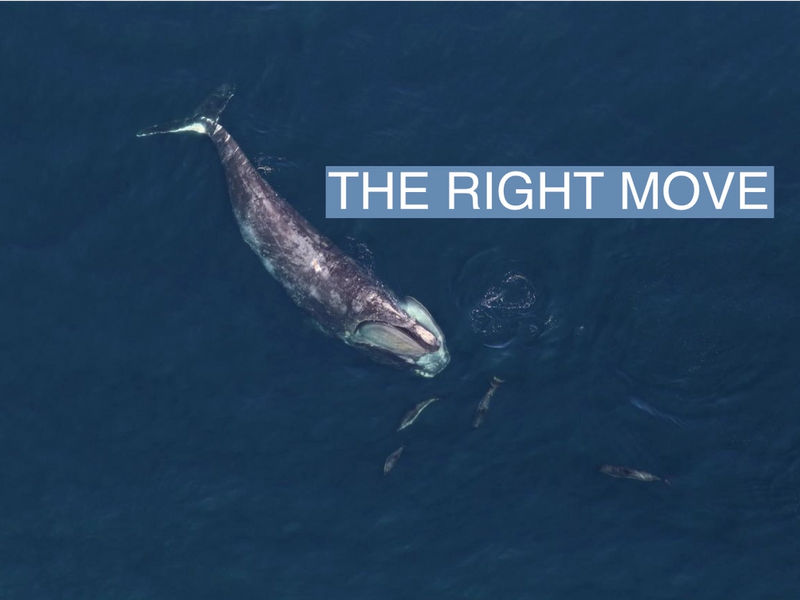 A North Atlantic right whale with five dolphins around the head in Stellwagen Bank National Marine Sanctuary.