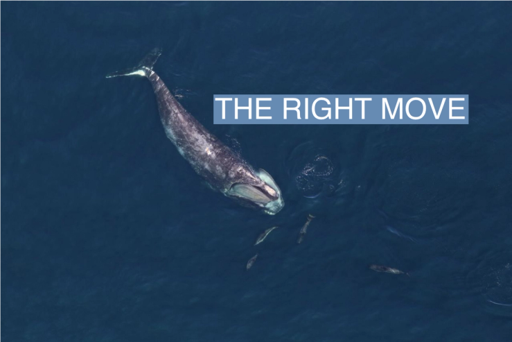 A North Atlantic right whale with five dolphins around the head in Stellwagen Bank National Marine Sanctuary.