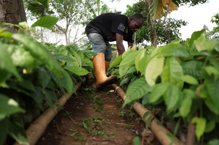 A farm worker works inside a cocoa nursery in Nigeria.