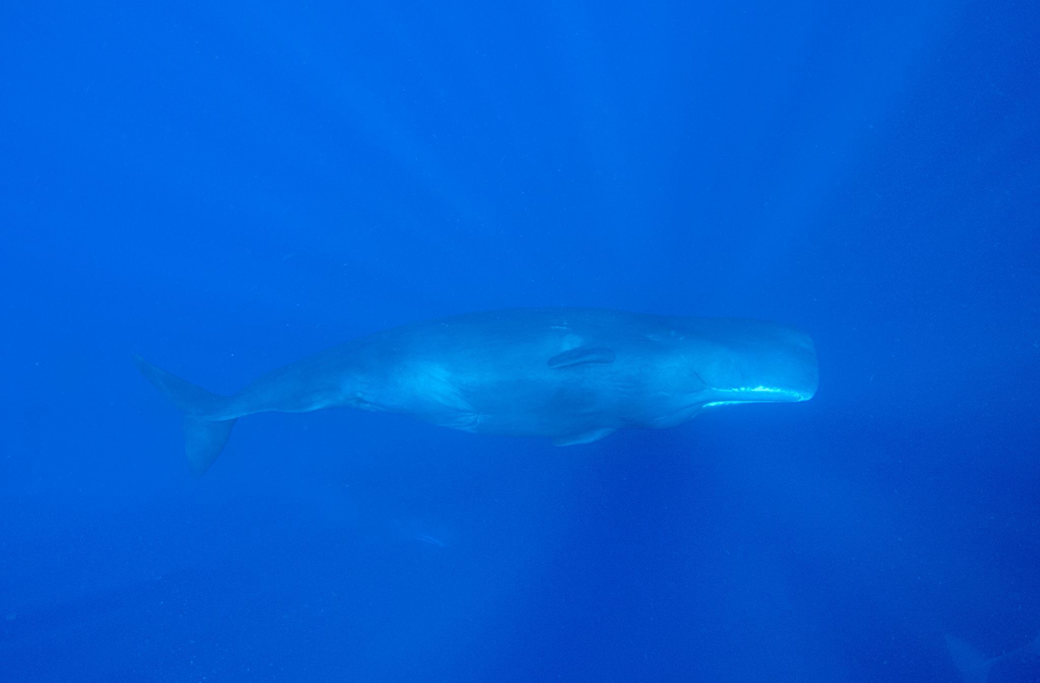 A sperm whale swims in the deep blue sea off the coast of Mirissa