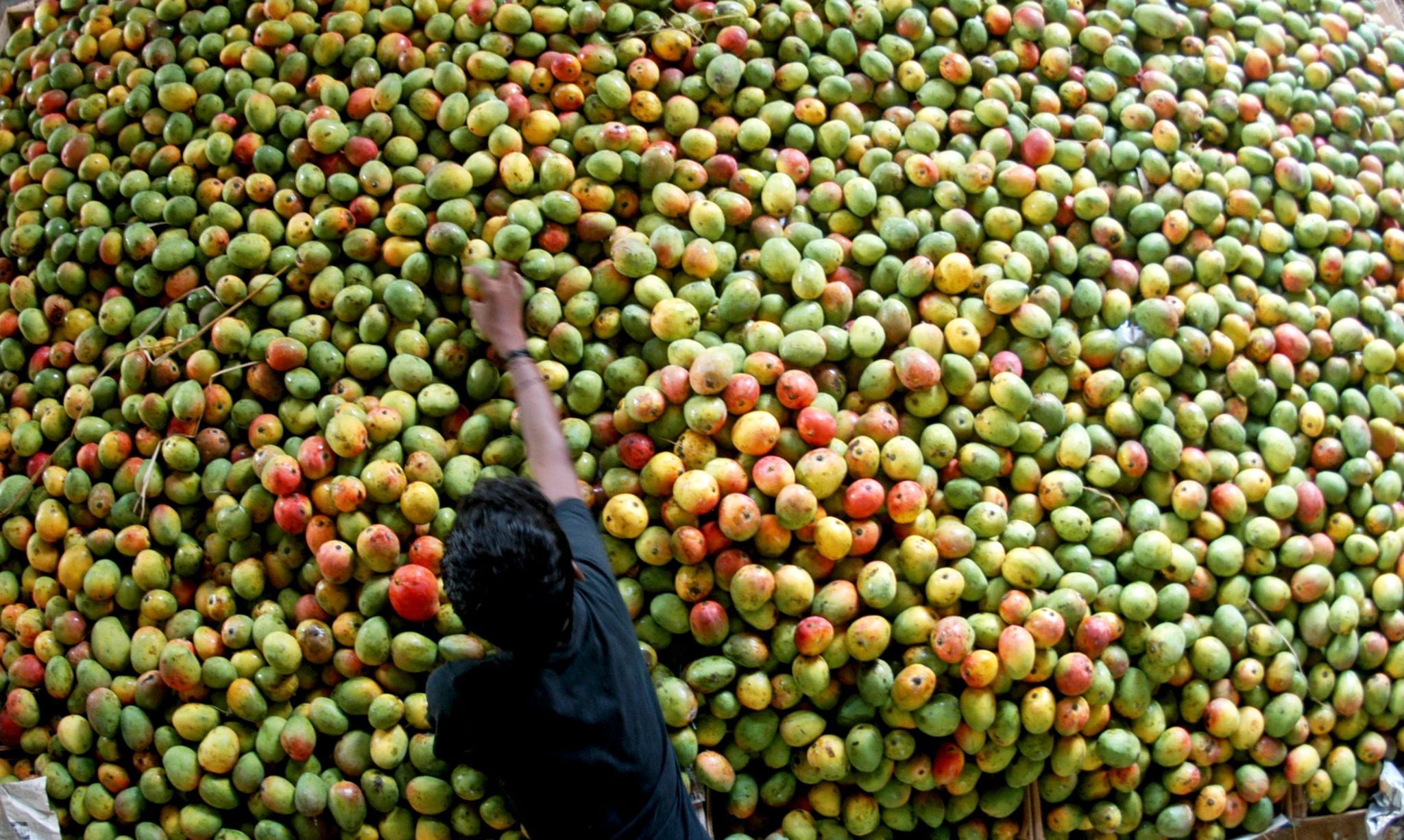 A vendor arranges mangoes at a fruit market in the southern indian city of Chennai