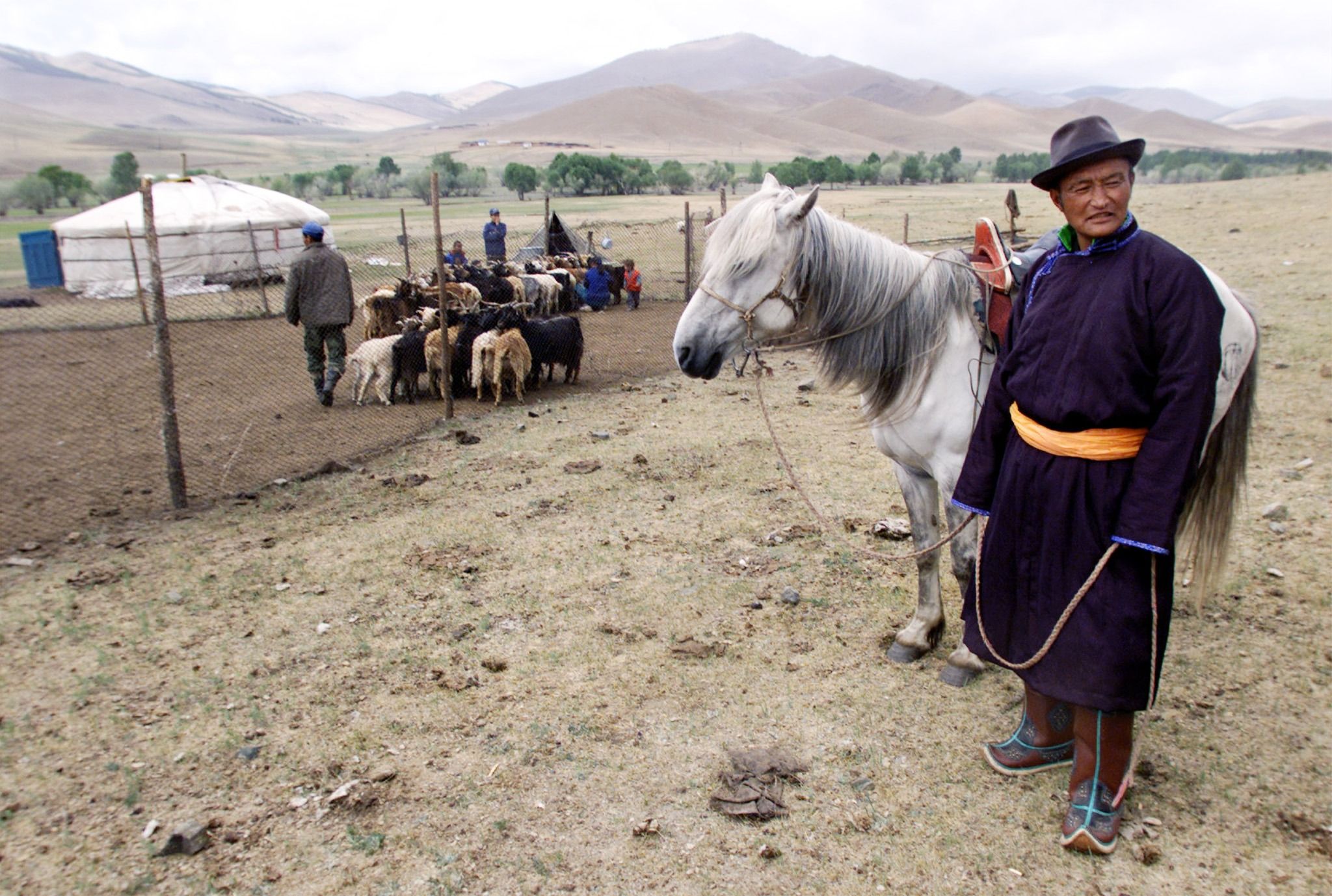 Elderly Mongolian goatherd