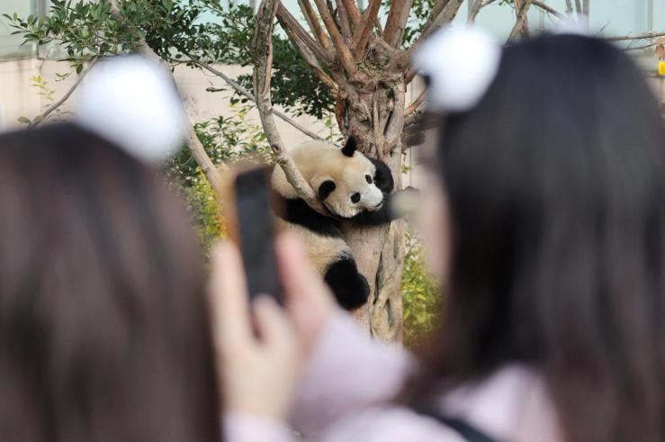 A panda in a zoo.