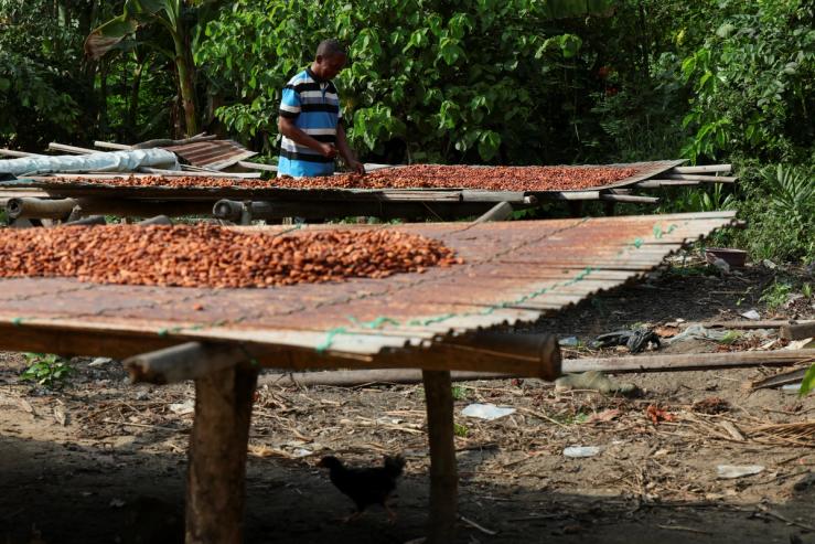 A cocoa farm in Ghana.
