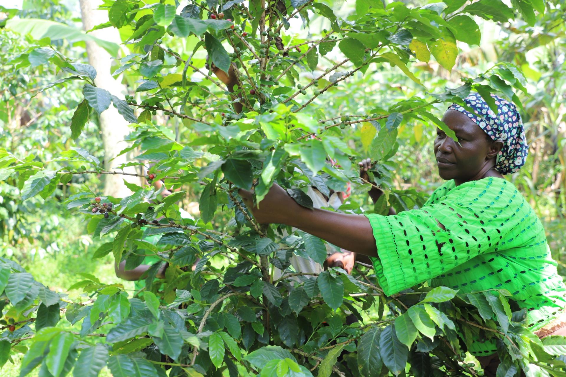 A woman picks coffee berries in a plantation near the town of Budadiri in eastern Uganda.