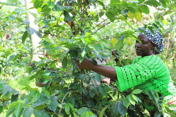 A woman picks coffee berries in a plantation near the town of Budadiri in eastern Uganda.