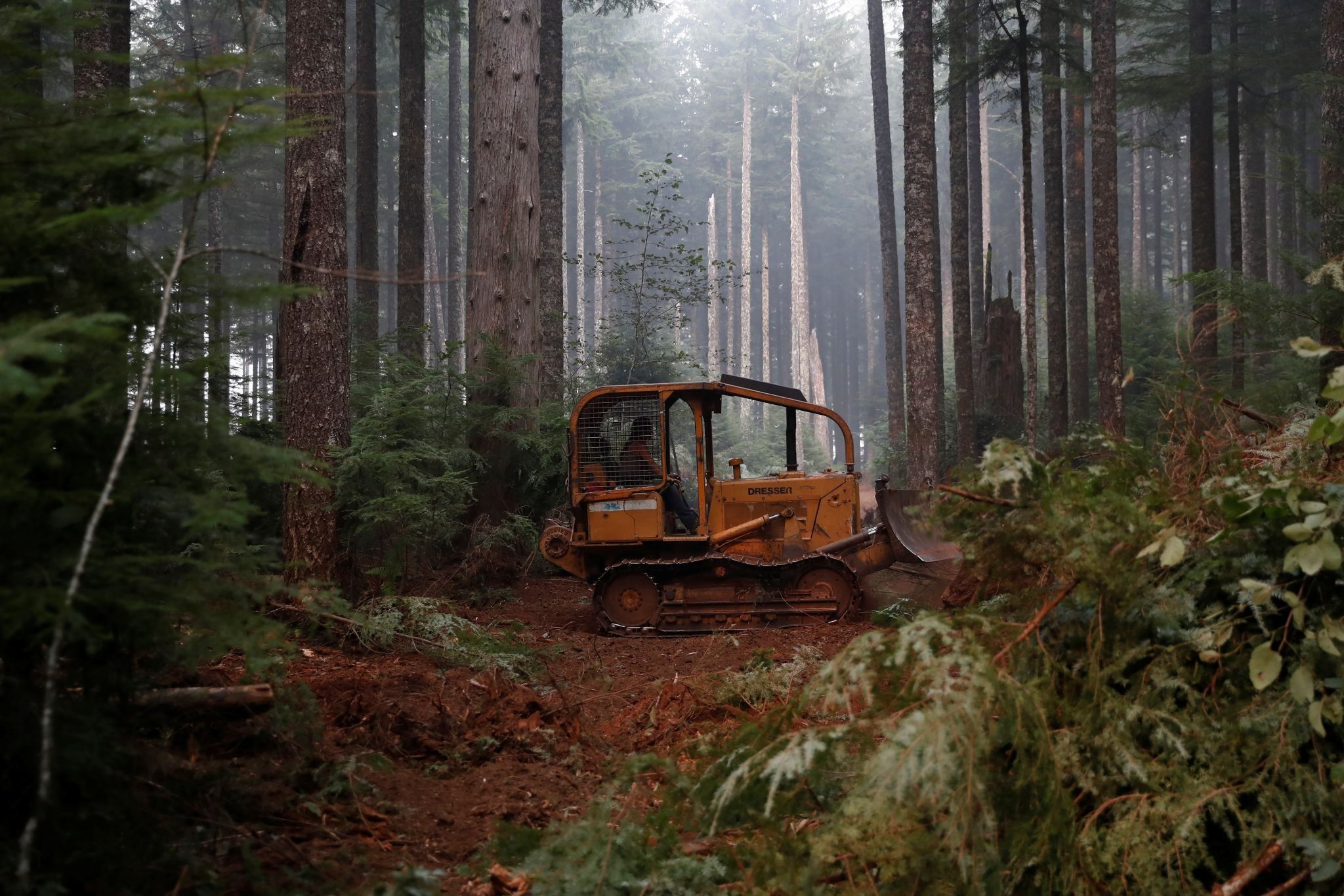 A temperate rainforest in Oregon, US