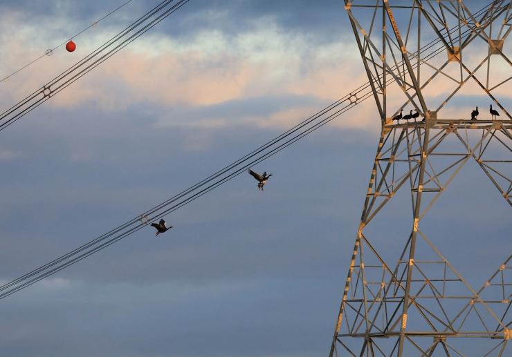 Birds fly past power lines near Malmesbury in Western Cape, South Africa.