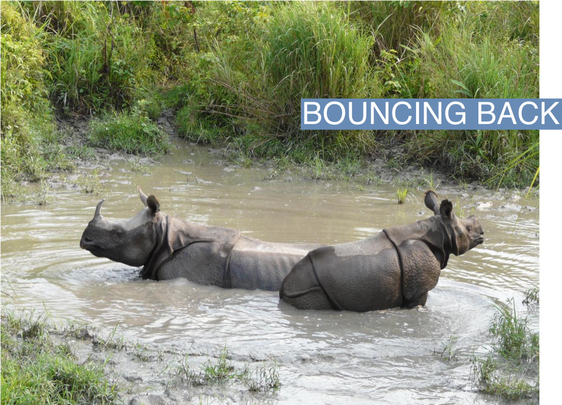 A mother rhino and her calf wallowing at the Jaldapara Wildlife Sanctuary in Assam, India