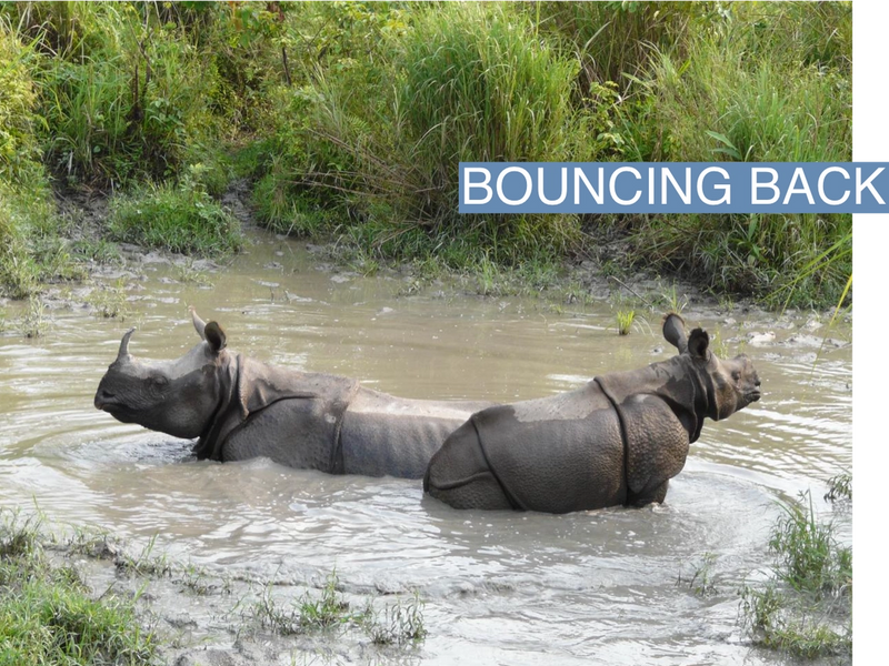 A mother rhino and her calf wallowing at the Jaldapara Wildlife Sanctuary in Assam, India