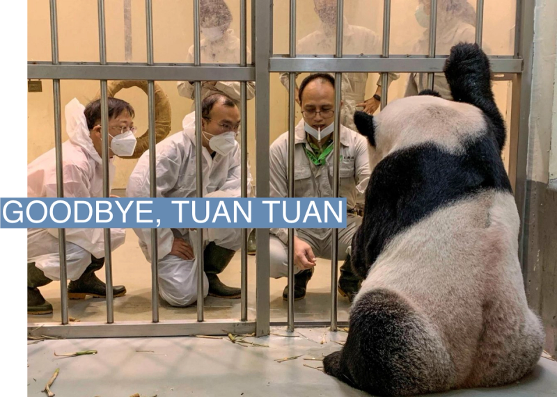 Vet experts Wu Honglin and Wei Ming from the China Conservation and Research Center for the Giant Panda in Wolong, check on giant panda Tuan Tuan who has fallen ill, at the Taipei Zoo, Taiwan in this handout photo released on November 2, 2022.