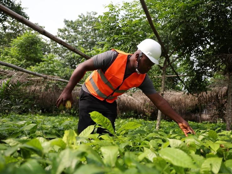 47-year-old civil engineer Anyoghe Akwa, who also grows cocoa, inspects in his cocoa farmland.