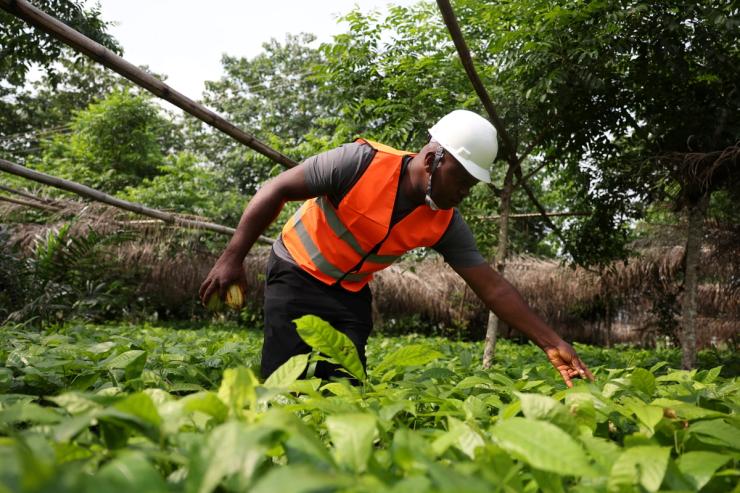 47-year-old civil engineer Anyoghe Akwa, who also grows cocoa, inspects in his cocoa farmland.