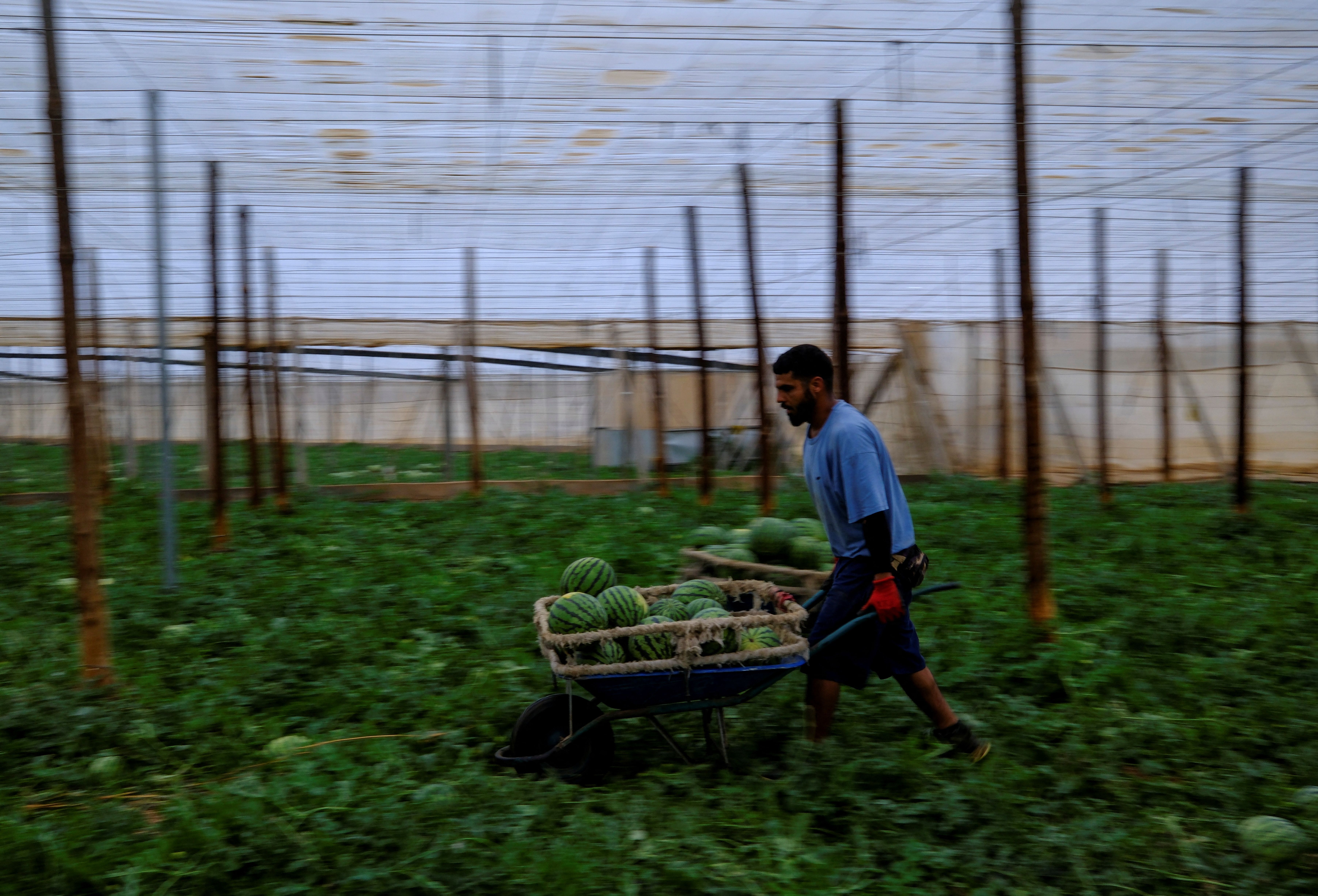 A migrant from Morocco pushes a hand cart loaded with watermelons inside of a plastic-covered greenhouse in Spain.
