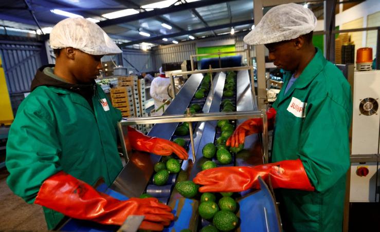 Workers sort avocados for export to Chinese markets.
