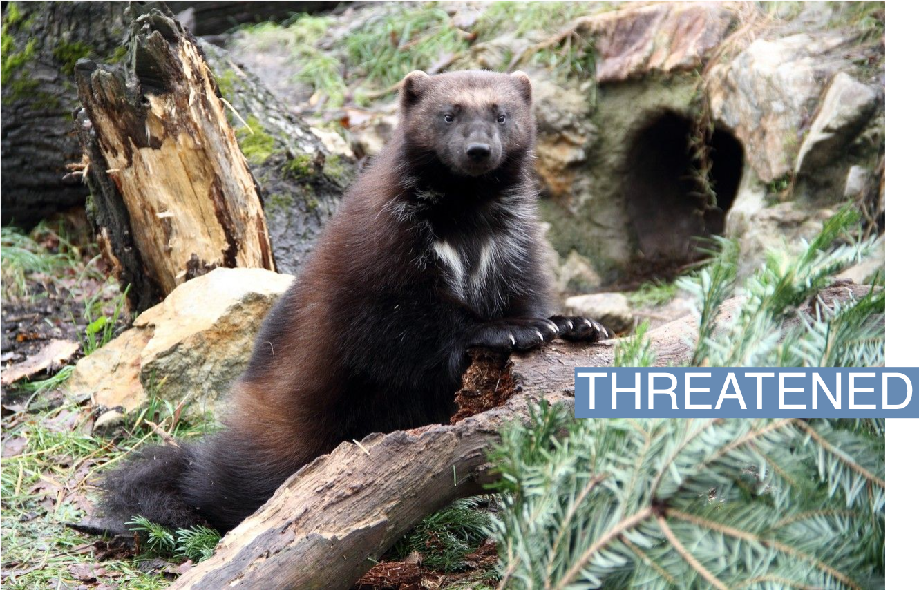 A wolverine as seen in Zoo Hluboká in the Czech Republic