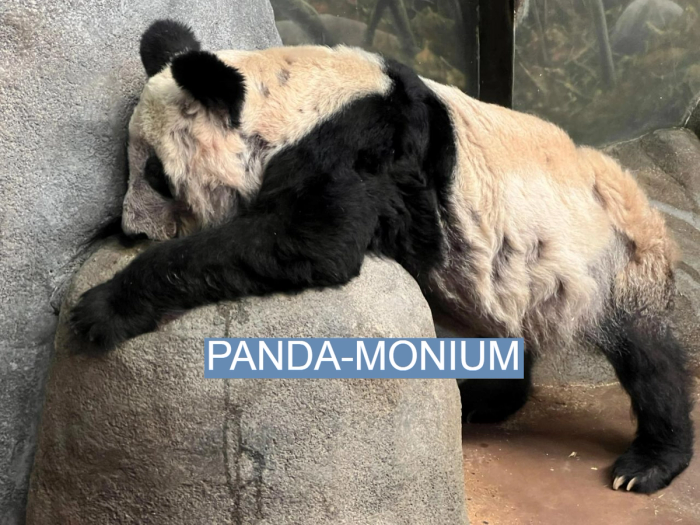 Yaya panda