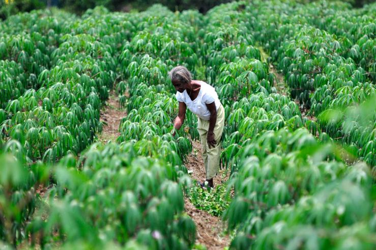 A woman bends down to look at cassava plants in a field in Cauca, Colombia.