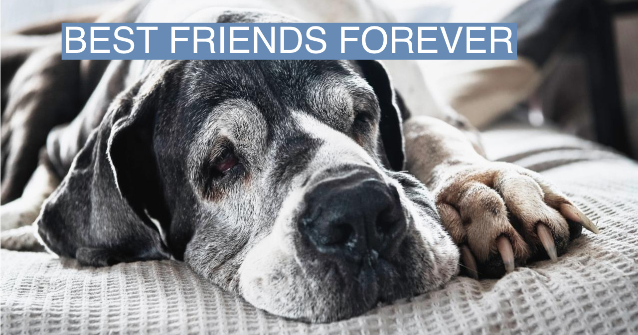 First anti-aging pill for dogs enters clinical trials - Vimarsana News